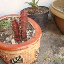 A photo of Euphorbia trigona var. rubra