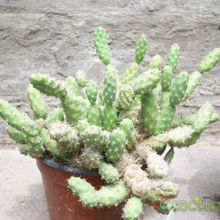 A photo of Tunilla corrugata