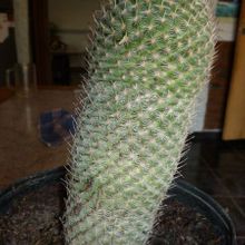 Una foto de Mammillaria haageana ssp. elegans