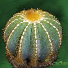 A photo of Parodia magnifica