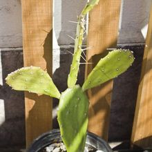 Una foto de Opuntia monacantha