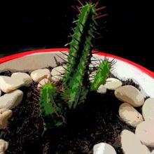 A photo of Euphorbia enopla