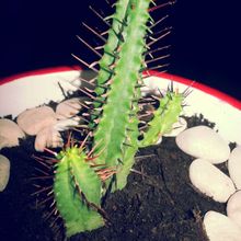 A photo of Euphorbia enopla