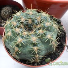 A photo of Gymnocalycium bruchii