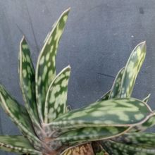 Una foto de Gasteria obliqua