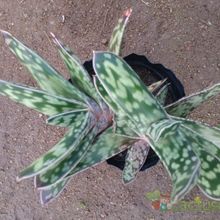 Una foto de Gasteria obliqua