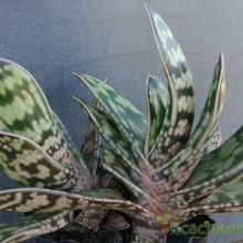 Una foto de Gasteria obliqua