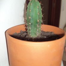 Una foto de Echinopsis peruviana