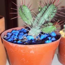 Una foto de Euphorbia enopla