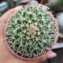 Foto de un cactus que se está identificando actualmente