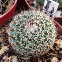 Photo of a cactus currently being identified