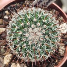 Photo of a cactus currently being identified