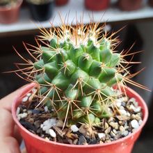 Photo of a cactus currently being identified