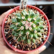 Photo of a cactus currently being identified