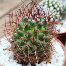 Photo of a cactus currently being identified