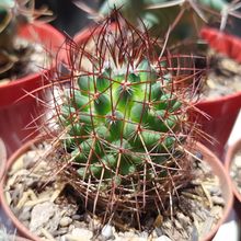 Photo of a cactus currently being identified
