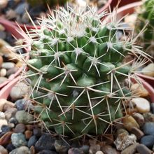 Photo of a cactus currently being identified