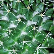 Photo of a cactus currently being identified