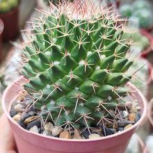 Foto de un cactus que se está identificando actualmente