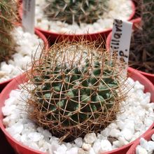 Foto de un cactus que se está identificando actualmente