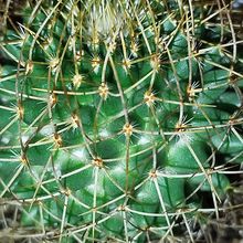 Foto de un cactus que se está identificando actualmente