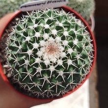 Photo of a cactus currently being identified