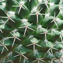Photo of a cactus currently being identified
