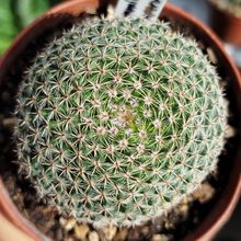 Foto de un cactus que se está identificando actualmente