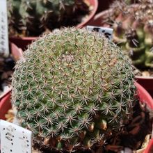 Foto de un cactus que se está identificando actualmente