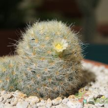 Una foto de Mammillaria schiedeana