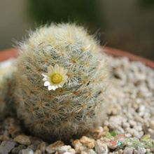 Una foto de Mammillaria schiedeana