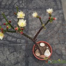 A photo of Opuntia salmiana