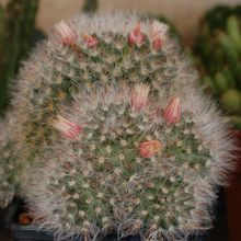 A photo of Mammillaria bocasana ssp. bocasana