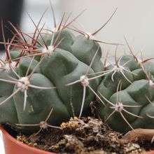 Una foto de Gymnocalycium saglionis