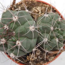 Una foto de Gymnocalycium saglionis