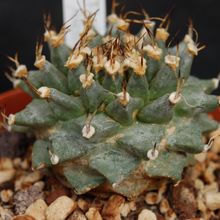 A photo of Turbinicarpus alonsoi