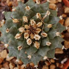 A photo of Turbinicarpus alonsoi