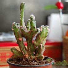 A photo of Cereus spegazzinii fma. crestada
