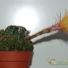 Una foto de Echinopsis hammerschmidii