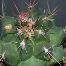 A photo of Thelocactus tulensis