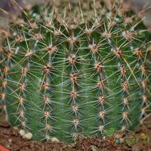 Una foto de Echinopsis aurea