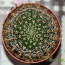 Una foto de Echinopsis aurea