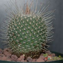A photo of Mammillaria geminispina