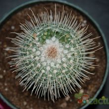A photo of Mammillaria geminispina
