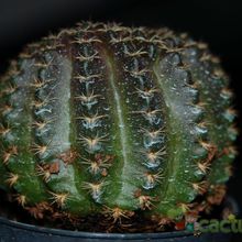 A photo of Echinopsis backebergii