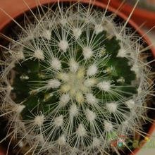 A photo of Thelocactus macdowellii