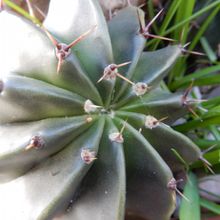 A photo of Echinopsis minuana