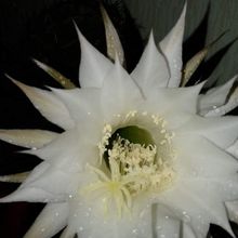 A photo of Echinopsis minuana