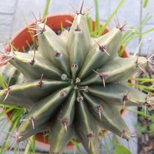 A photo of Echinopsis minuana