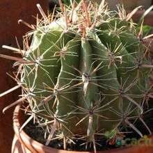 Una foto de Ferocactus peninsulae